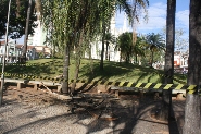 Vândalos queimam palmeiras na Praça Rui Barbosa
